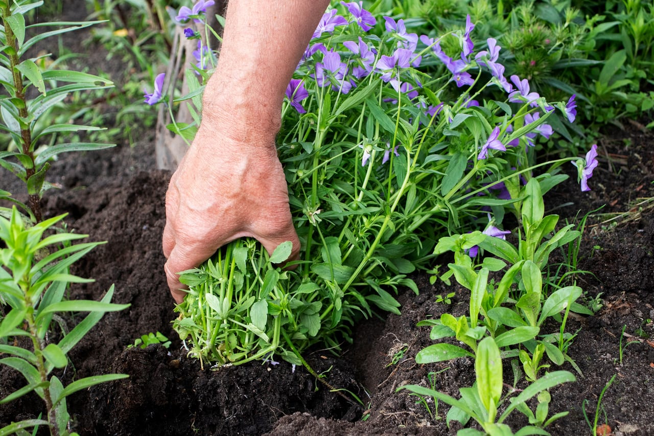 Aanplanting van vaste planten in een nieuwe border